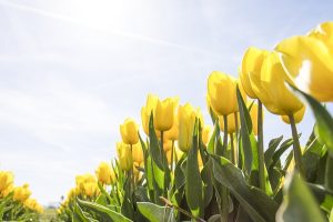 Tłumacz przysięgły języka niderlandzkiego. Gdzie szukać tłumacza z holenderskiego?